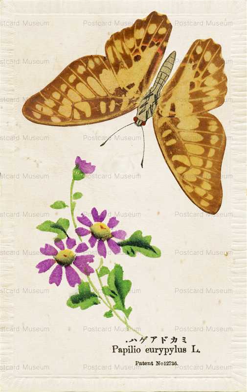 kfg865-ミカドアゲハ　都わすれと